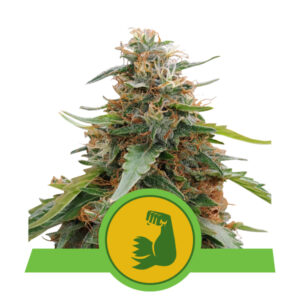 Royal Queen Seeds Hulkberry Automatic