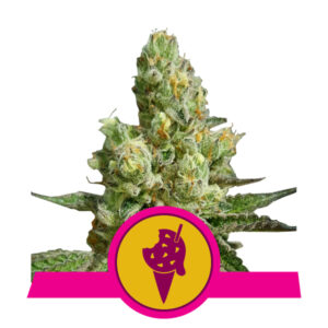 Royal Queen Seeds Cookies Gelato