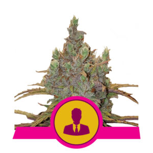 Royal Queen Seeds El Patron