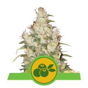 Royal Queen Seeds Haze Berry Automatic