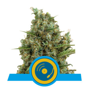 Royal Queen Seeds Joanne's CBD