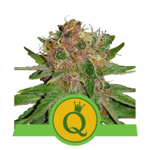 Royal Queen Seeds Purple Queen Automatic