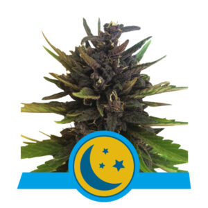 Royal Queen Seeds Purplematic CBD