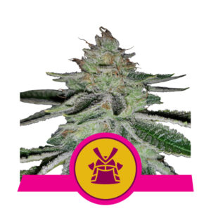 Royal Queen Seeds Shogun