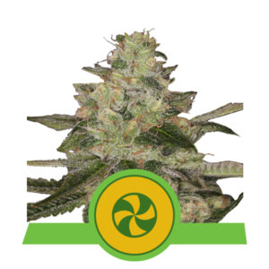 Royal Queen Seeds Sweet ZZ Automatic