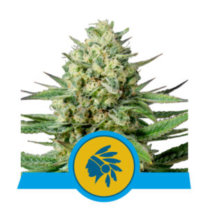 Royal Queen Seeds Tatanka Pure CBD