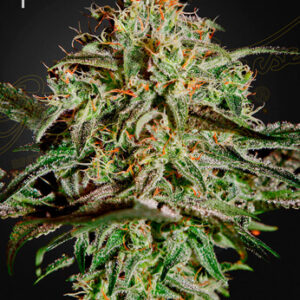 Green House Seeds - A.M.S.