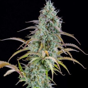 Spliff Seeds - AK Automatic