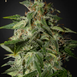 Green House Seeds - Afgooey (Strain Hunters Seed Bank)