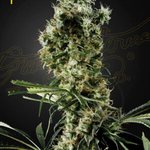 Green House Seeds - Arjan's Haze 2