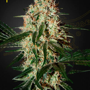 Green House Seeds Arjan's Haze #3