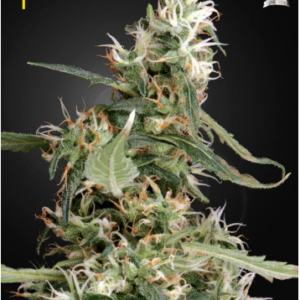 Green House Seeds Arjan's Haze #1