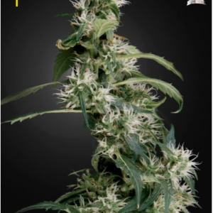 Green House Seeds Arjan's Ultra Haze #2