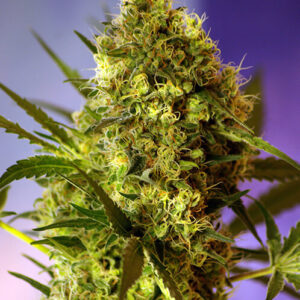 Sweet Seeds Big Devil #2 Auto®