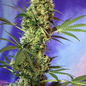 Sweet Seeds Big Devil Auto®