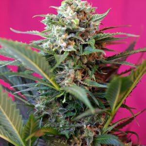 Sweet Seeds Big Devil XL Auto®