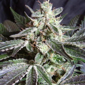 Sweet Seeds Black Jack F1®