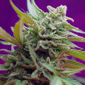 Sweet Seeds Black Jack Auto®