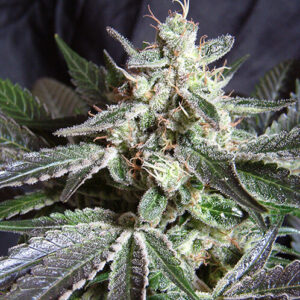 Sweet Seeds Black Jack F1 Fast Version®