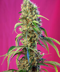 Sweet Seeds Black Jack CBD®