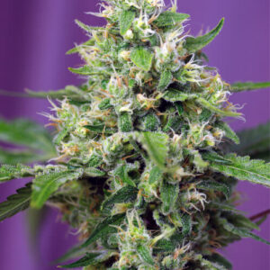 Sweet Seeds Blow Mind Auto®