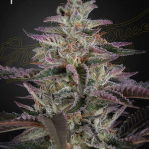 Green House Seeds - Banana Krumble