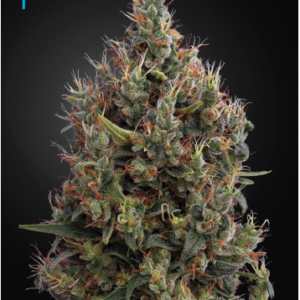 Green House Seeds Big Bang Autoflower