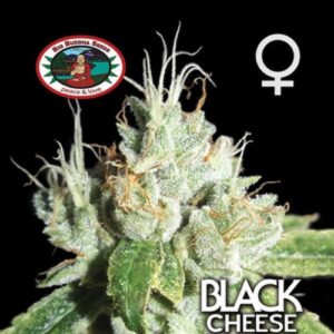 Big Buddha Black Cheese