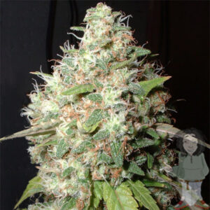 Big Buddha Blue Cheese gefeminiseerde zaden