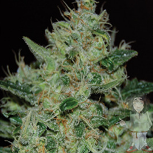 Big Buddha Freeze Cheese 89