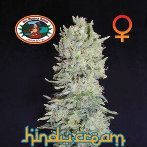 Big Buddha Hindu Cream