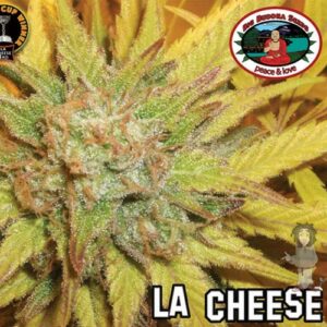 Big Buddha La Cheese