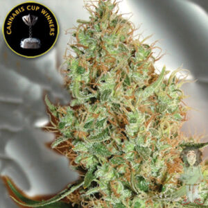 Big Buddha Silver Cheese