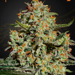 Green House Seeds - Big Bang