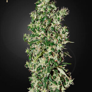 Green House Seeds - Big Tooth (Strain Hunters Seed Bank)