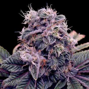 Spliff Seeds - Blue Berry