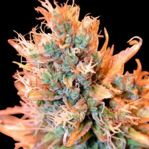 Spliff Seeds - Blue Medi Kush