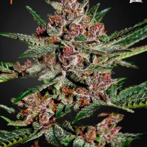 Green House Seeds - Bubba Kush