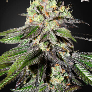 Green House Seeds - Caboose (Strain Hunters Seed Bank)