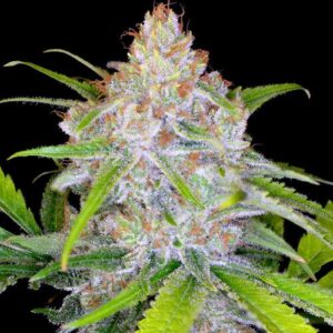 Spliff Seeds - CBD Medi Kush