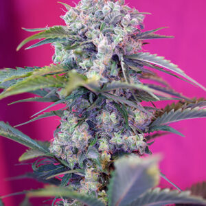 Sweet Seeds Cream Mandarine Auto®