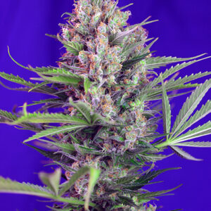 Sweet Seeds Cream Mandarine F1 Fast Version®