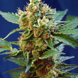 Sweet Seeds Cream Mandarine XL Auto®