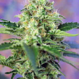 Sweet Seeds Crystal Candy®