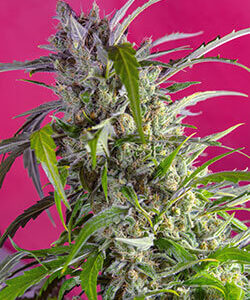 Sweet Seeds Crystal Candy Auto®