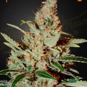 Green House Seeds - Chemdog