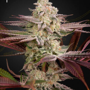 Green House Seeds - Chemical Bride