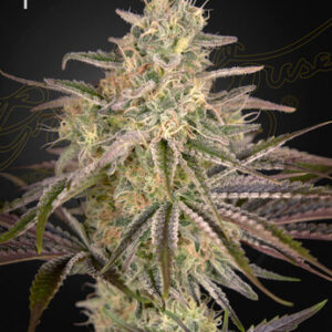 Green House Seeds - Cloud Walker