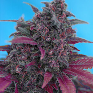 Sweet Seeds Dark Devil Auto