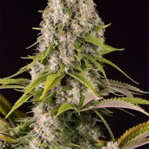 Dinafem Diesel